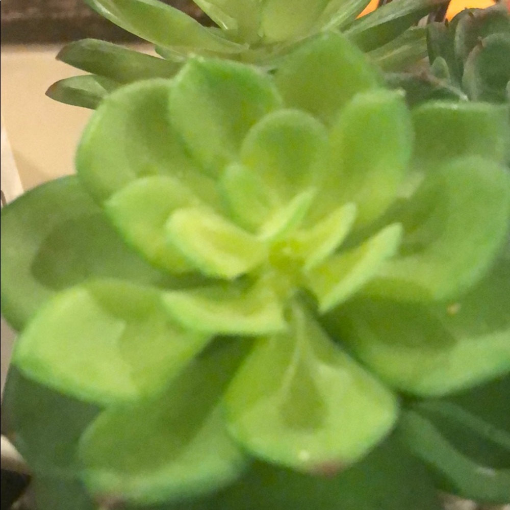 Meet your Posher, Victoria